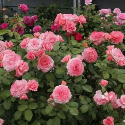 Роза ИНСТИТУТ ЛЮМЬЕР шраб в Минске