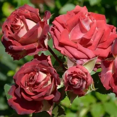 Роза ТИРАМИСУ спрей в Минске