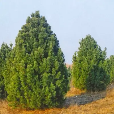 Сосна черная ПИРАМИДАЛИС в Минске