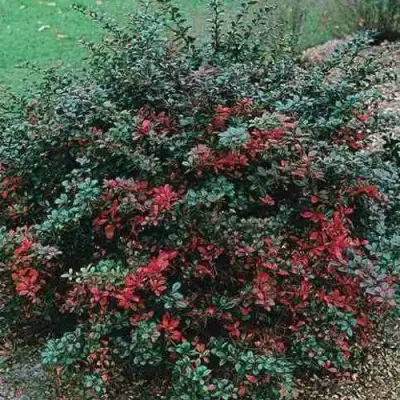 Барбарис РЕД ДЖЕВЕЛ средний  в Минске