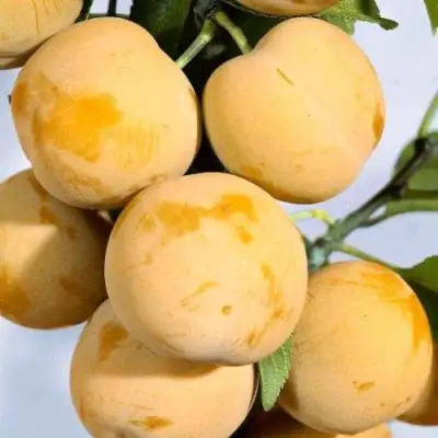 Слива РЕНКЛОД ранний в Минске