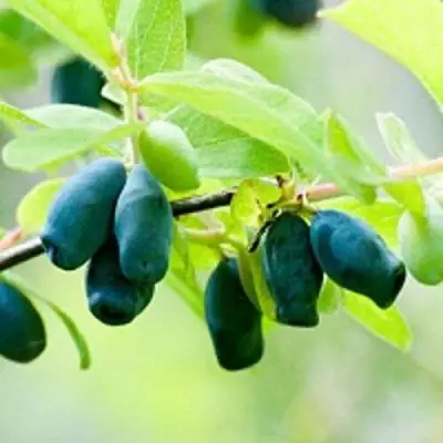 Жимолость съедобная АМФОРА в Минске