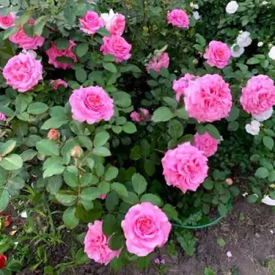 Роза ЭШЛИ чайно-гибридная в Минске