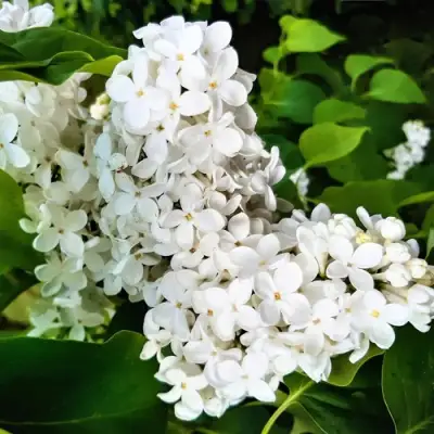 Сирень МАЛЕНЬКИЙ ПРИНЦ в Минске