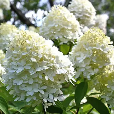 Гортензия БОМБШЕЛ метельчатая в Минске