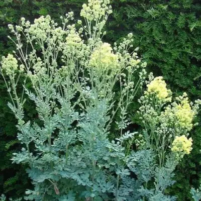 Василистник ГЛАУКУМ желтый в Минске