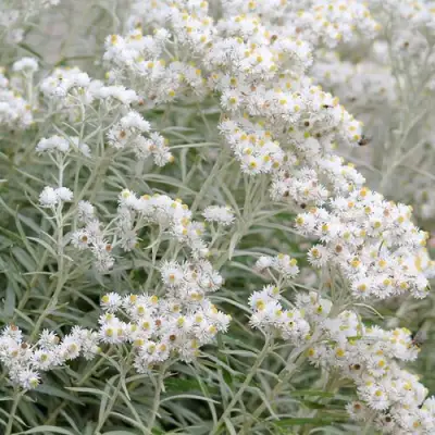 Анафалис ЖЕМЧУЖНЫЙ в Минске