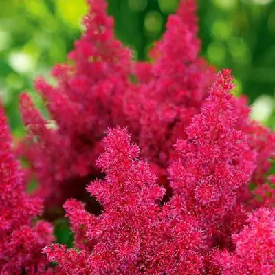 Астильба КОБЛЕНЦ японская в Минске