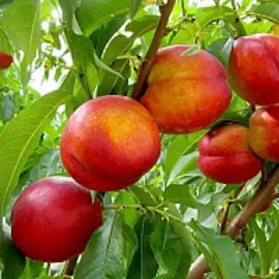 Нектарин ХАРБЛЕЙЗ в Минске