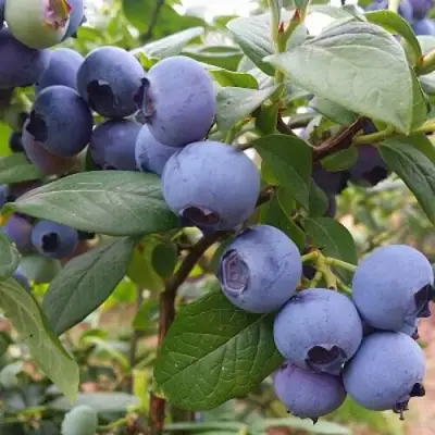 Голубика БЛЮГОЛД в Минске