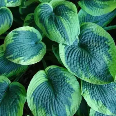 Хоста ТОКУДАМА ФЛАВОЦИРЦИНАЛИС гибридная в Минске