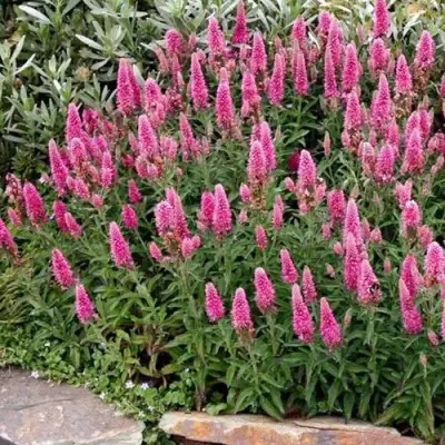 Вероника РОЗЕА колосковая в Минске