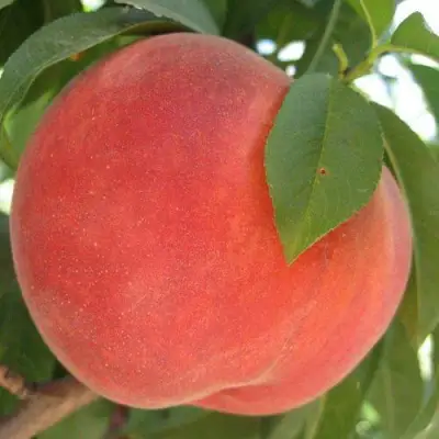 Персик МАЙСКИЙ ЦВЕТОК в Минске