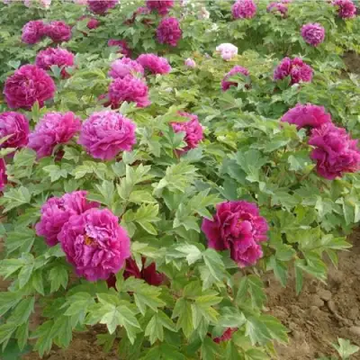 Пион КИТАЙСКИЙ ШЕЛК травянистый в Минске