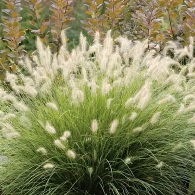 Пеннисетум ХАМЕЛН в Минске