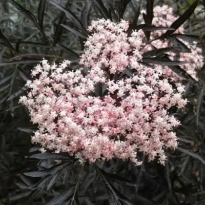 Бузина черная БЛЭК ЛЕЙС ЕВА в Минске