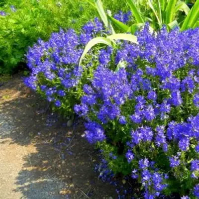 Вероника РОЯЛ БЛЮ большая в Минске