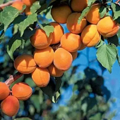 Абрикос ХАРКОТ в Минске