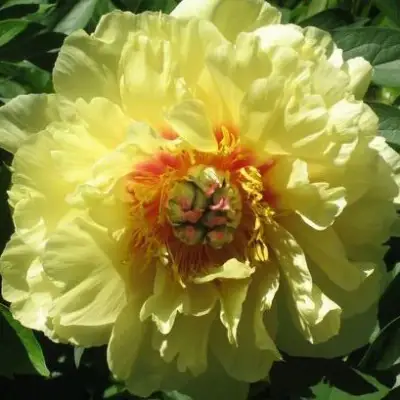 Пион ЗОЛОТАЯ КОРОНА древовидный в Минске