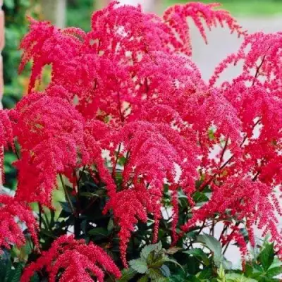 Астильба РЕД ЧАРМ Арендса в Минске
