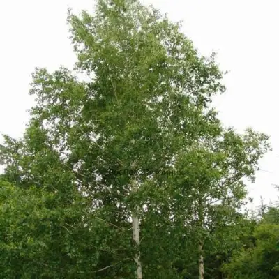 Береза бородавчатая в Минске