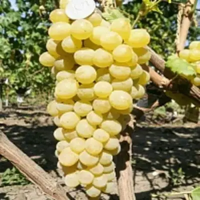 Виноград КИШМИШ ЗОЛОТЦЕ в Минске