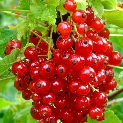 Смородина красная НЕНАГЛЯДНАЯ в Минске