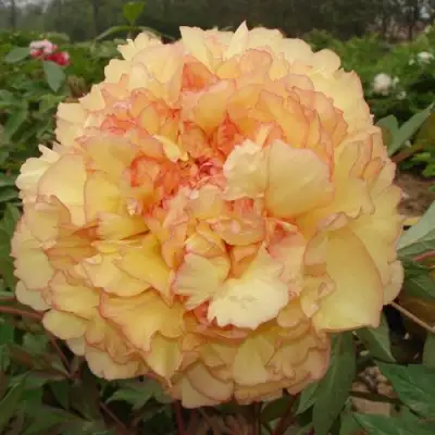 Пион ЗОЛОТАЯ РОССЫПЬ древовидный в Минске