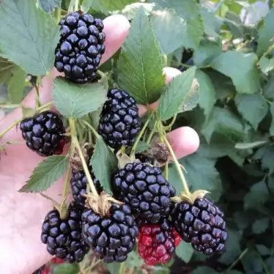 Ежевика ОУАЧИТА бесшипная  в Минске