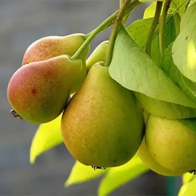 Груша СЕВЕРЯНКА в Минске