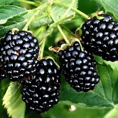 Ежевика ПРАЙМ АРК ТРЕВЕЛЕР ремонтантная  в Минске