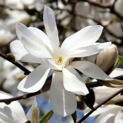 Магнолия ЛЕБНЕРА МЕРРИЛЛ в Минске