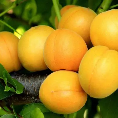 Абрикос ЦАРСКИЙ в Минске