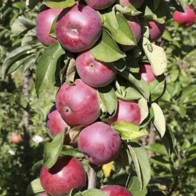 Яблоня ЕСЕНИЯ колонновидная в Минске