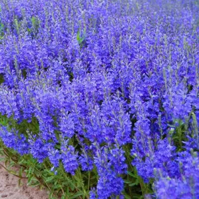 Вероника австрийская в Минске