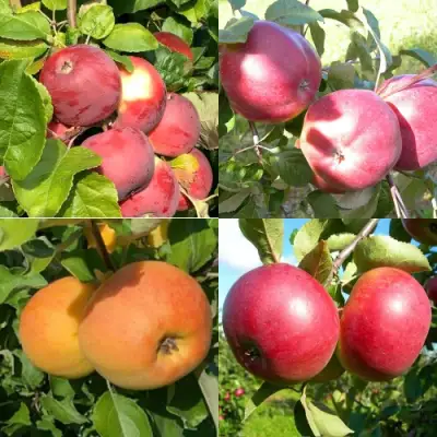 Комплект ЯБЛОНЕВЫЙ КВАРТЕТ в Минске