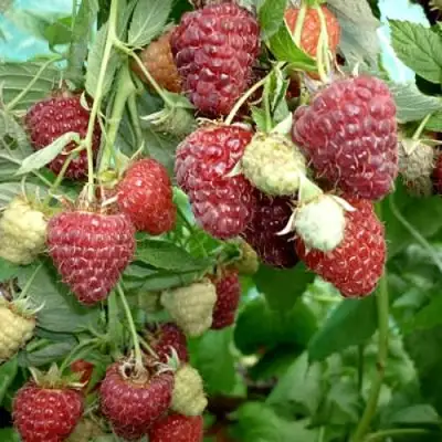 Малина ЖАР-ПТИЦА в Минске