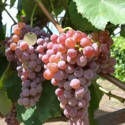 виноград рилайнс пинк сидлис