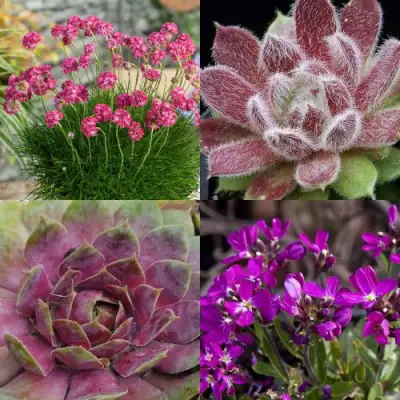 Комплект МИНИ САД в Минске