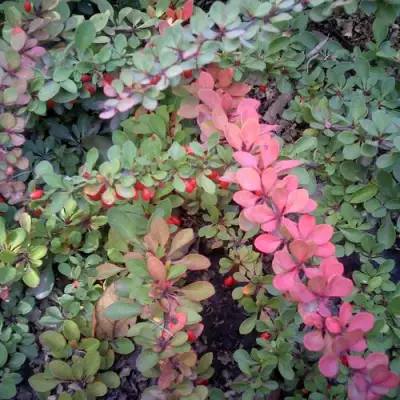 Барбарис ГРИН КАРПЕТ тунберга в Минске