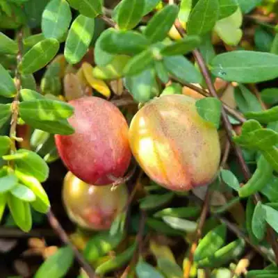 Клюква СТАНКОВИЧ в Минске