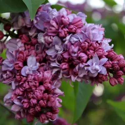 Сирень П.П.КОНЧАЛОВСКИЙ в Минске