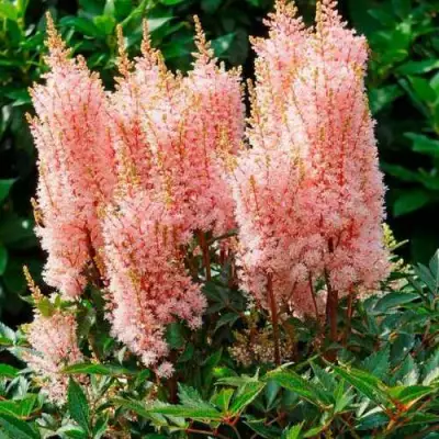 Астильба ЛУК ЭТ МИ японская в Минске