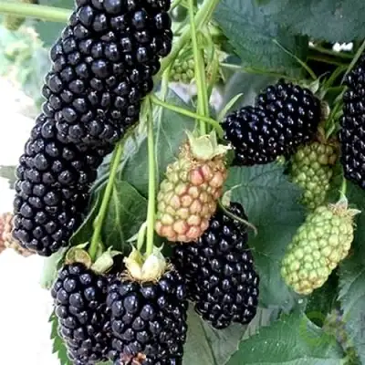 Ежевика ПРАЙМ АРК 45 ремонтантная   в Минске