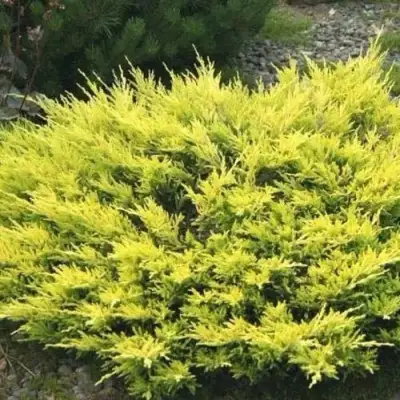 Можжевельник ЛАЙМ ГЛОУ горизонтальный  в Минске