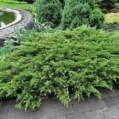 Можжевельник РОКЕРИ ДЖЕМ казацкий  в Минске