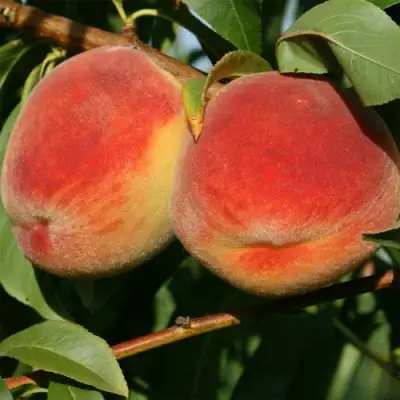 Персик МАРИЯ в Минске