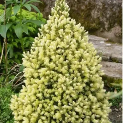 Ель МАЙГОЛД колючая в Минске