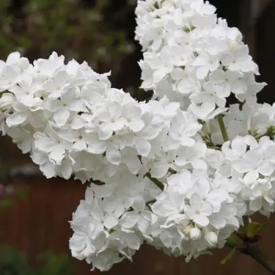 Сирень ФЛОРА в Минске