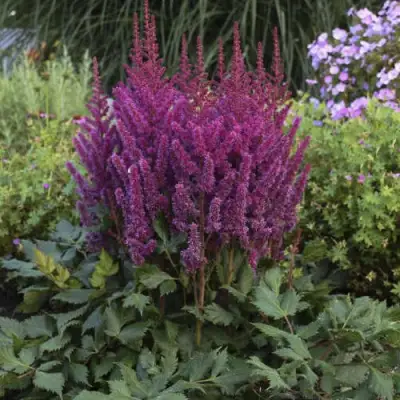 Астильба ВИЖНС китайская в Минске